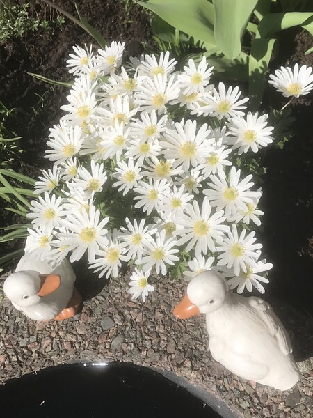 Klicka för att se förhandsgranska