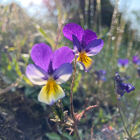 Margareta Torstensson