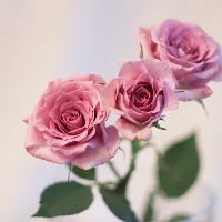 Pia Petra Sigstad Iversrud