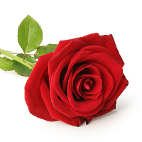 Anne Harriet Johansen