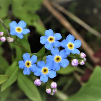 Jan "Janne" Karlström