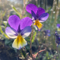 Margareta Brännström